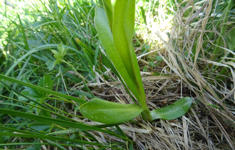 Pseudorchis albida